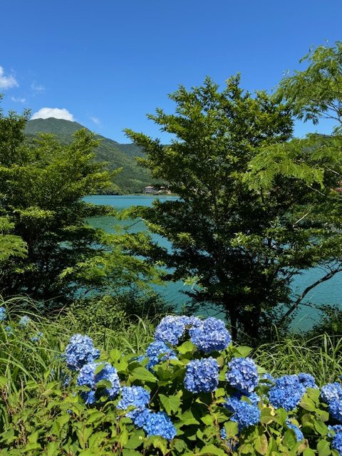 紫陽花
